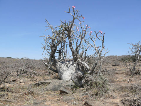 Imagem de Adenium obesum (Forsk.) Roem. & Schult.