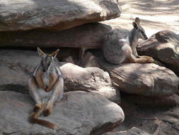 Image of Ring-tailed Rock Wallaby