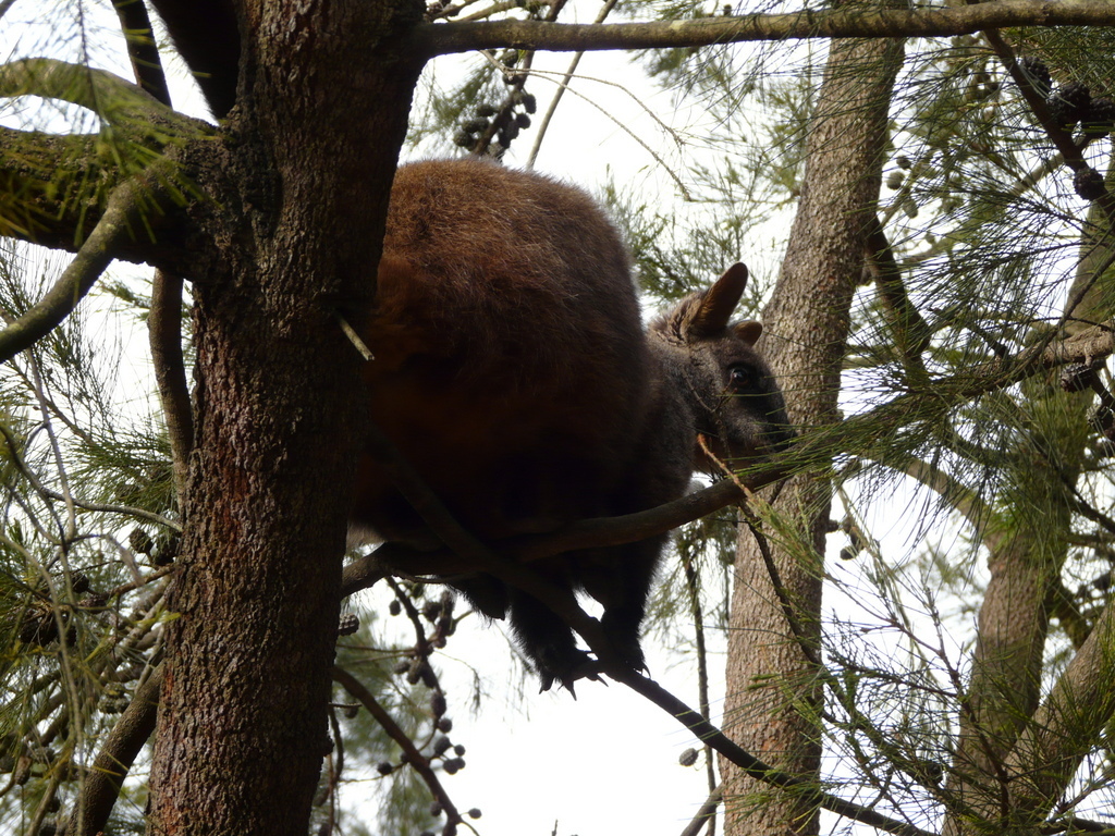 Image of Brush-tailed Rock Wallaby