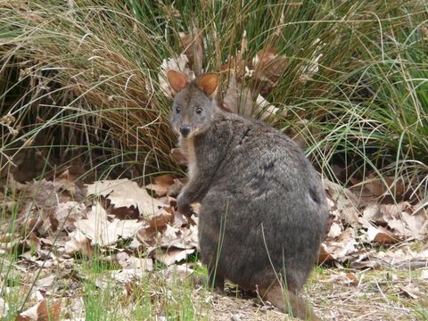 Image of Red-bellied Pademelon