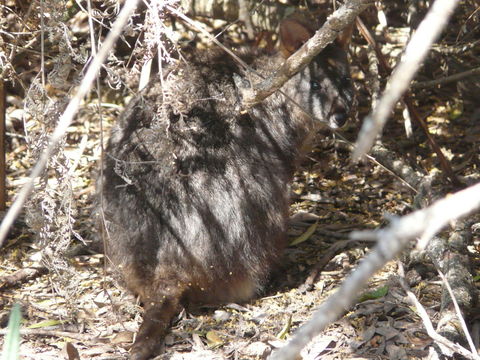 Image of Red-bellied Pademelon