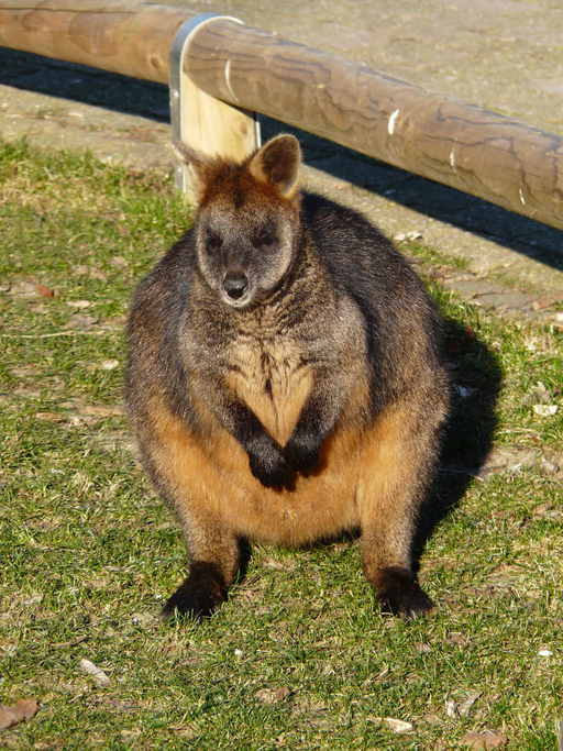 Image of swamp wallaby