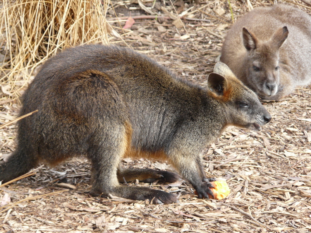 Image of swamp wallaby