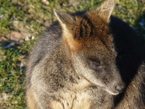 Image of swamp wallaby