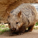 Image of Hairy-nosed Wombats