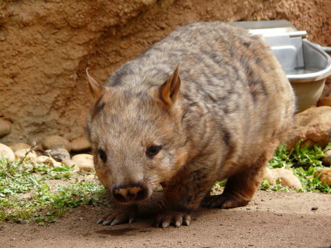 Imagem de Lasiorhinus latifrons (Owen 1845)