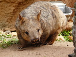 Image of Southern Hairy-nosed Wombat