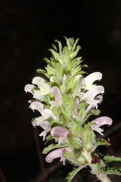 Image of Dudley's lousewort