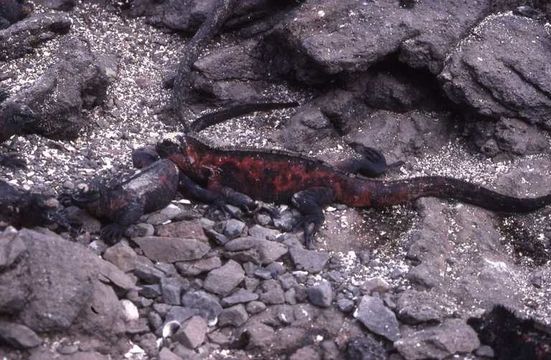 Слика од Amblyrhynchus cristatus venustissimus Eibl-eibesfeldt 1956