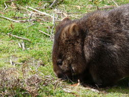 Image of Coarse-haired Wombat