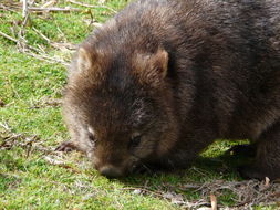 Image of Coarse-haired Wombat