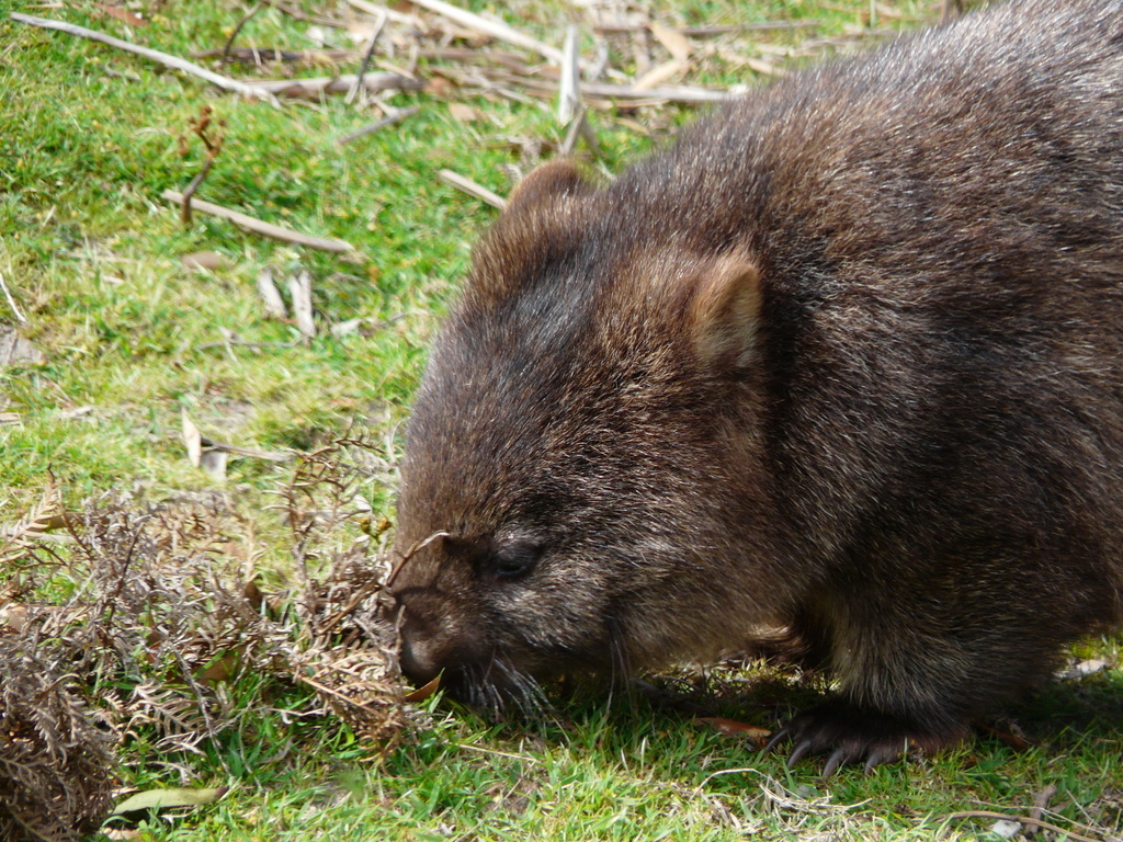 Image of Coarse-haired Wombat