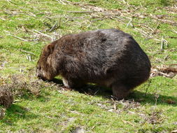 Image of Coarse-haired Wombat