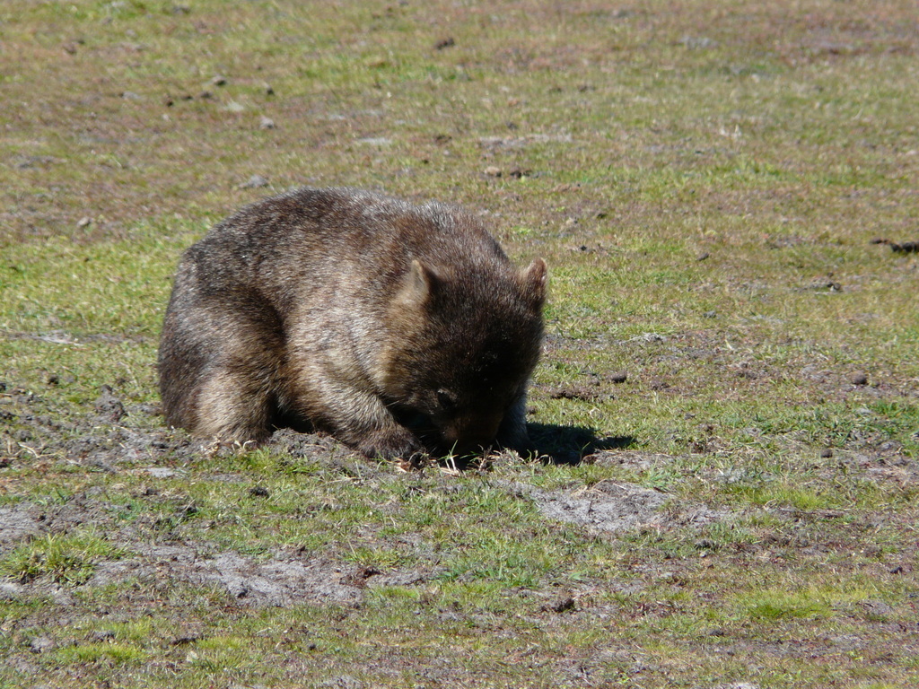 Image of Coarse-haired Wombat