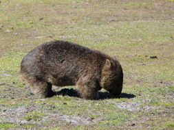 Image of Coarse-haired Wombat