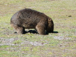 Image of Coarse-haired Wombat