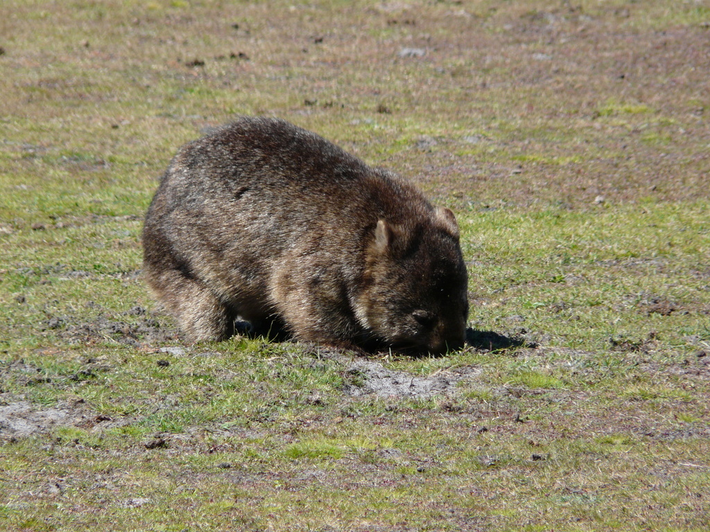 Image of Coarse-haired Wombat