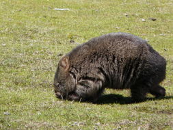 Image of Coarse-haired Wombat