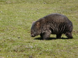 Image of Coarse-haired Wombat