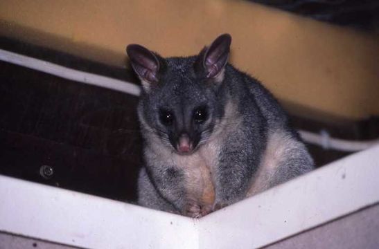 Image of Brush-tailed Possum