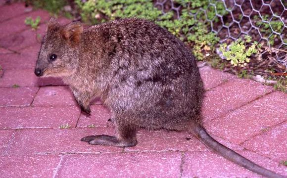 Image of Quokka