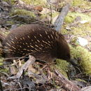 Image of Tachyglossus aculeatus setosus (É. Geoffroy Saint-Hilaire 1803)