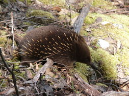 Image of Tasmanian Echidna