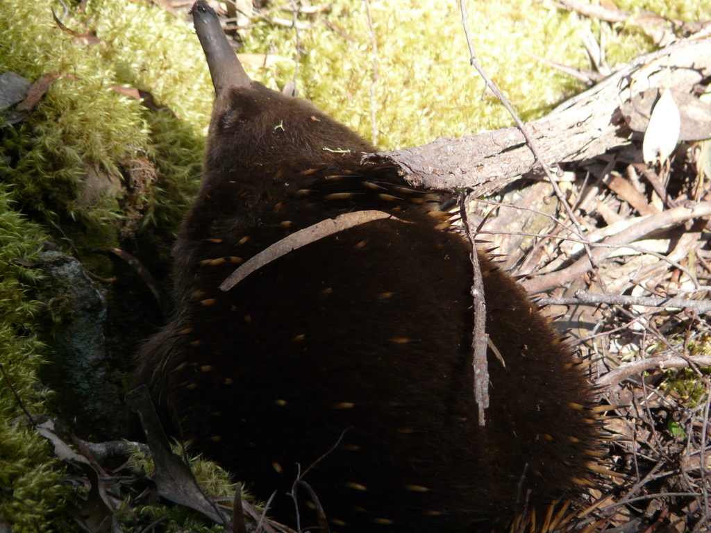 Image of Tasmanian Echidna