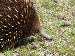 Image of Tasmanian Echidna