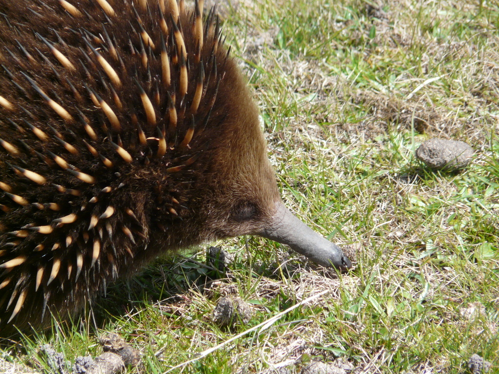 Image of Tasmanian Echidna