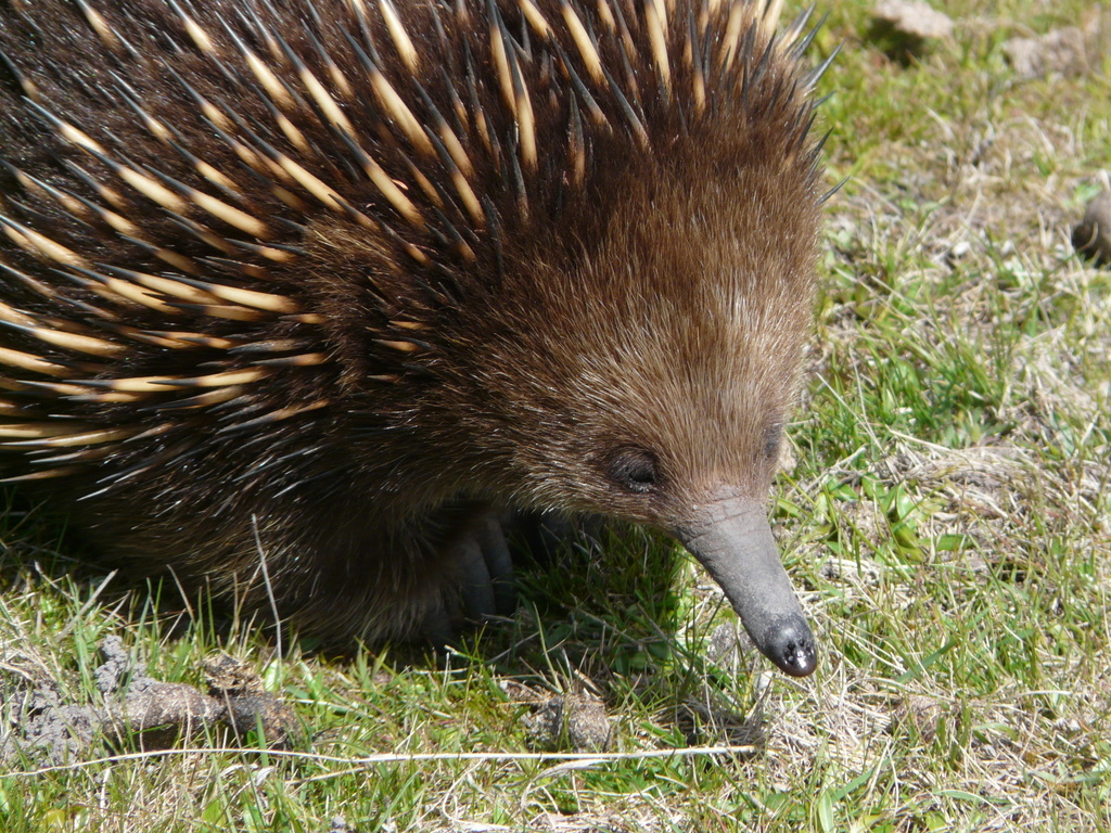 Image of Tasmanian Echidna