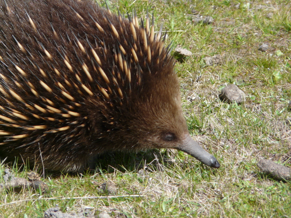 Image of Tasmanian Echidna