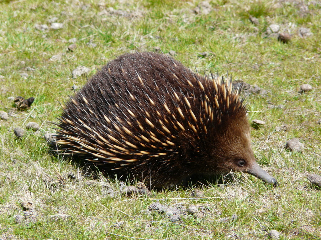 Image of Tasmanian Echidna