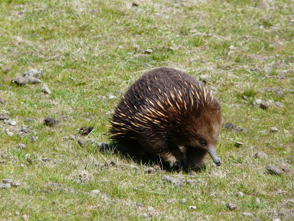 Image of Tasmanian Echidna