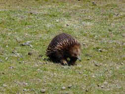 Image of Tasmanian Echidna