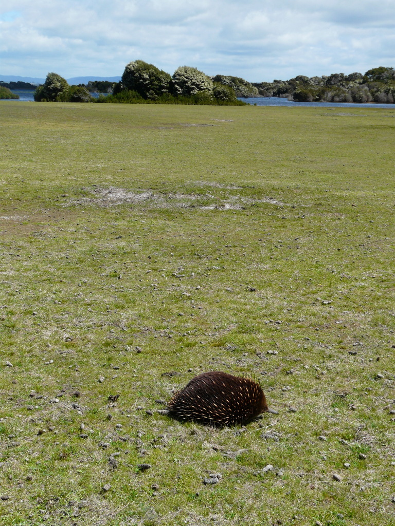 Image of Tasmanian Echidna