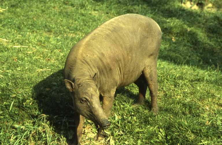 西里伯斯鹿豚的圖片