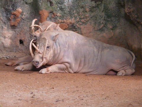 Image of North Sulawesi Babirusa