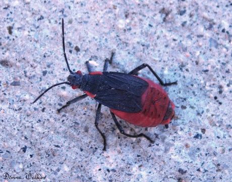 Jadera haematoloma (Herrich-Schäffer 1847) resmi