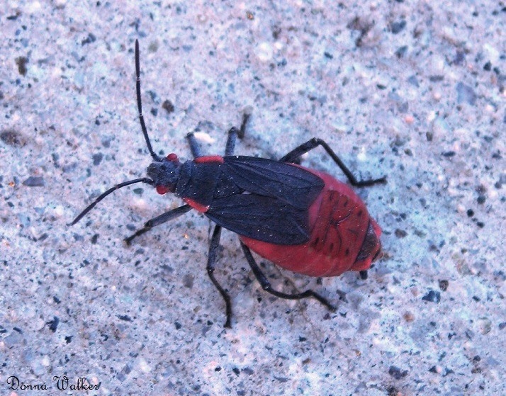 Image of Red-shouldered bug