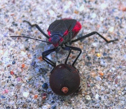 Image of Red-shouldered bug