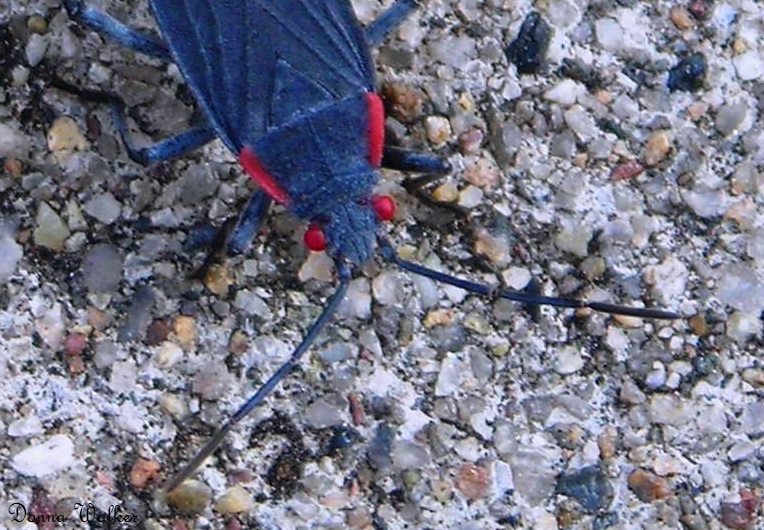 Image of Red-shouldered bug