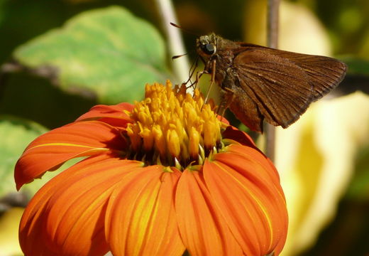 Image of Long-windged Skipper