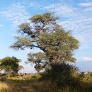 Image of <i>Acacia erioloba</i>