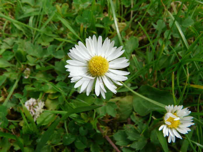 Image of Daisy