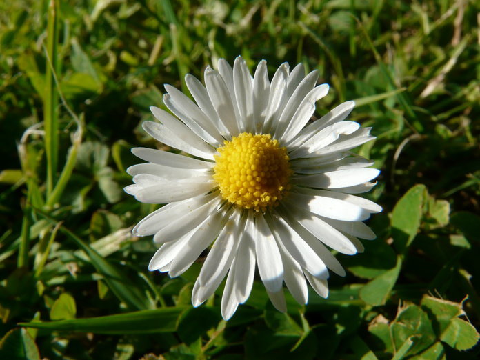 Image of Daisy