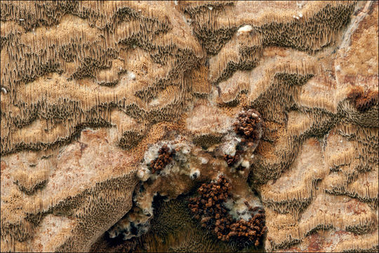 Image de Polypore ferrugineux