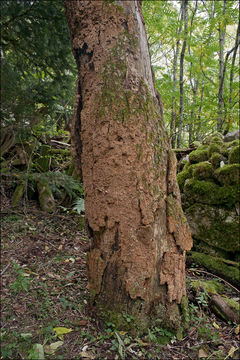 Image of Fuscoporia ferruginosa (Schrad.) Murrill 1907