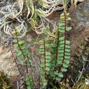 Image of western spleenwort
