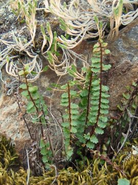 Sivun Asplenium vespertinum Maxon kuva